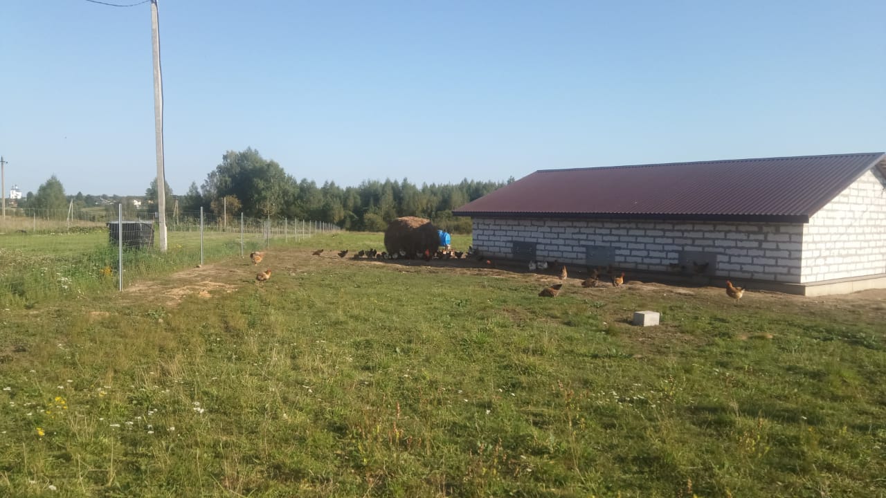 Куры на свободном выгуле