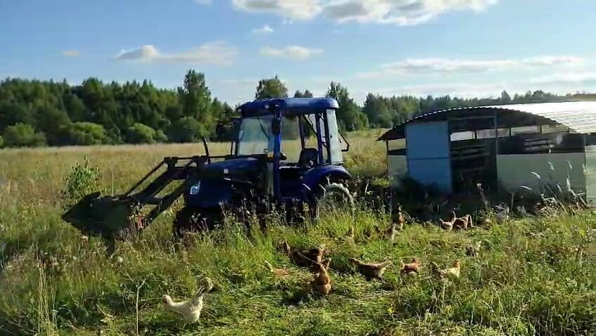 Куры на свежей траве