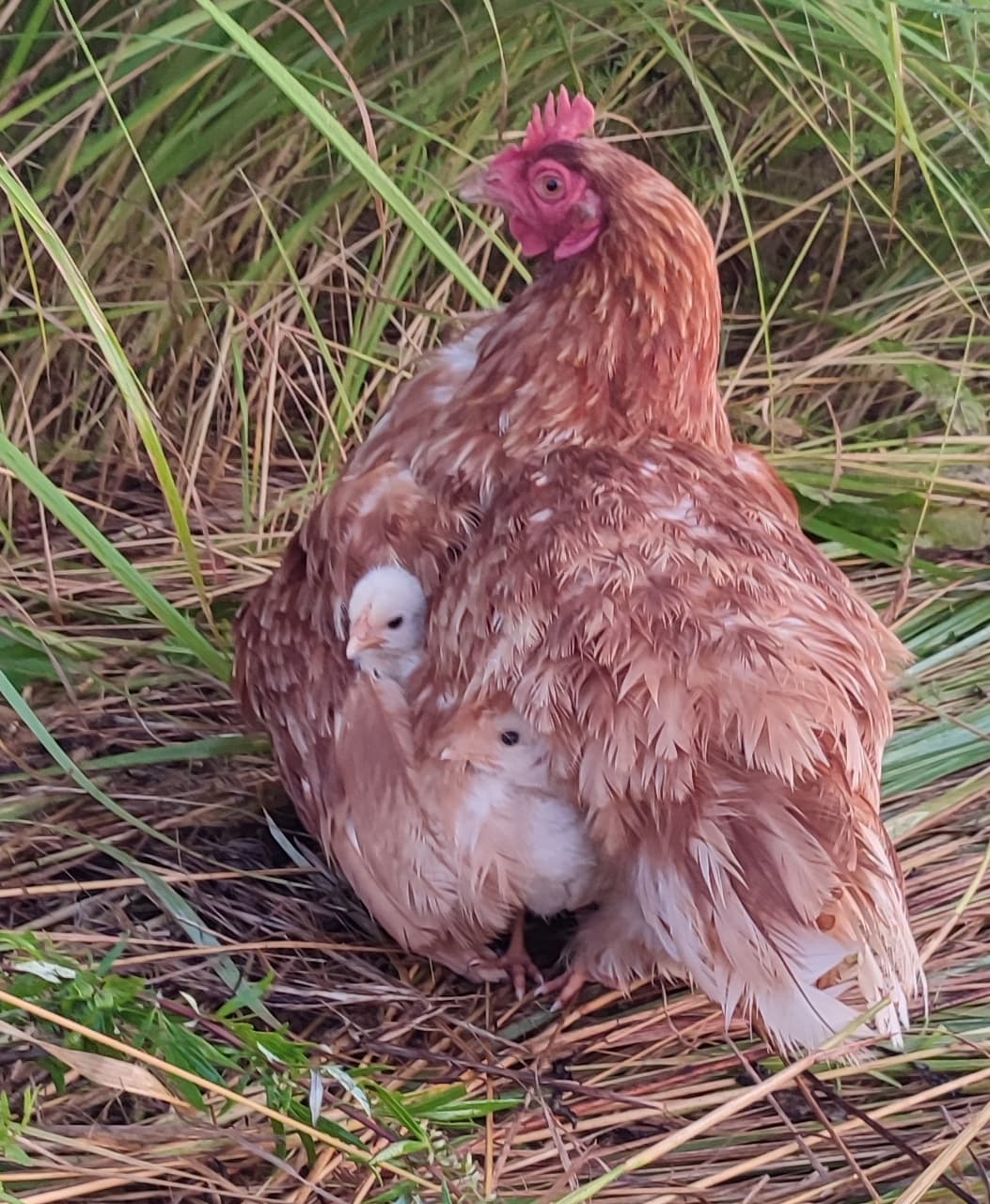 Куры на пастбище