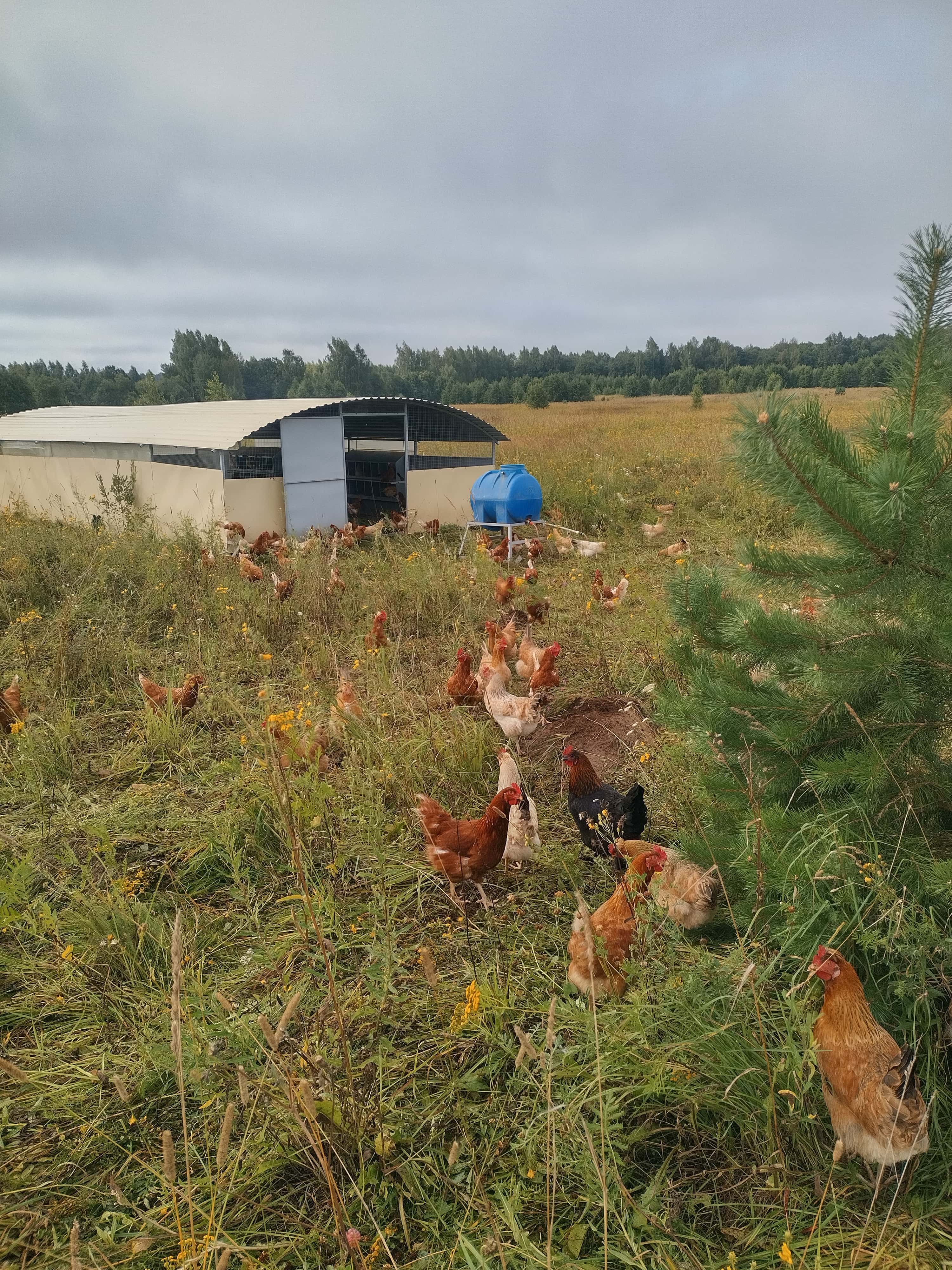 Куры на летнем пастбище