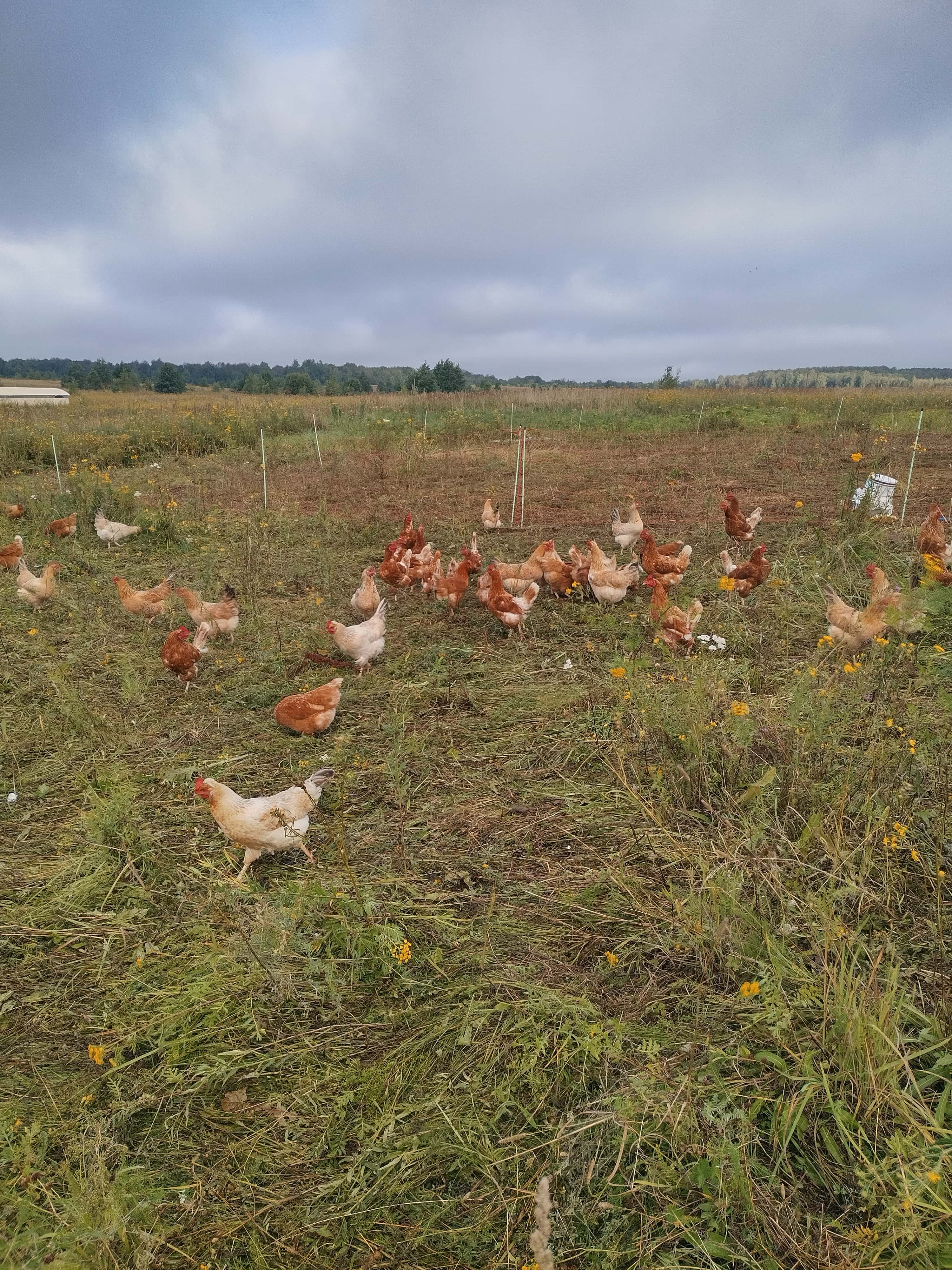 Куры на поле