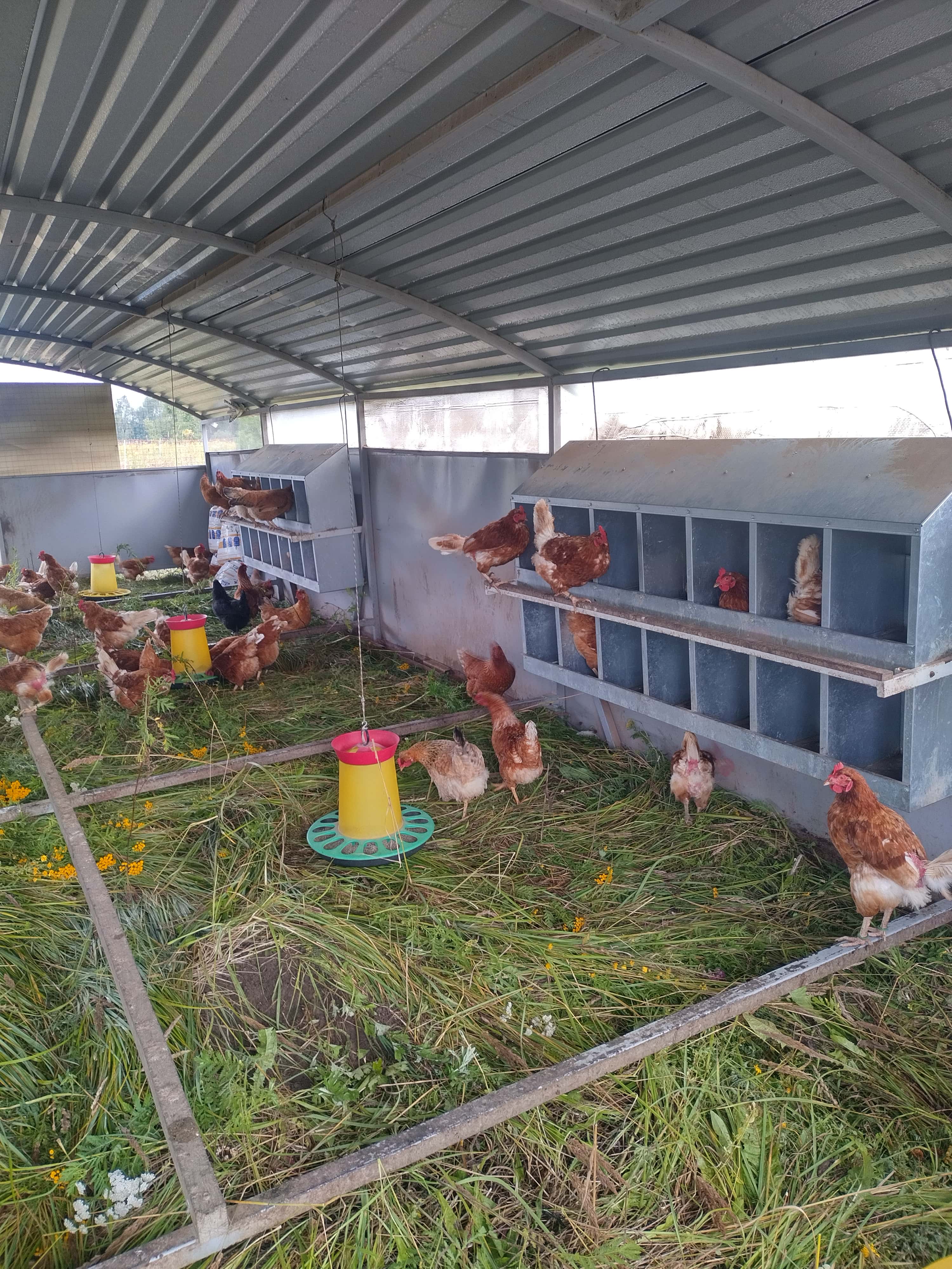 Мобильный курятник