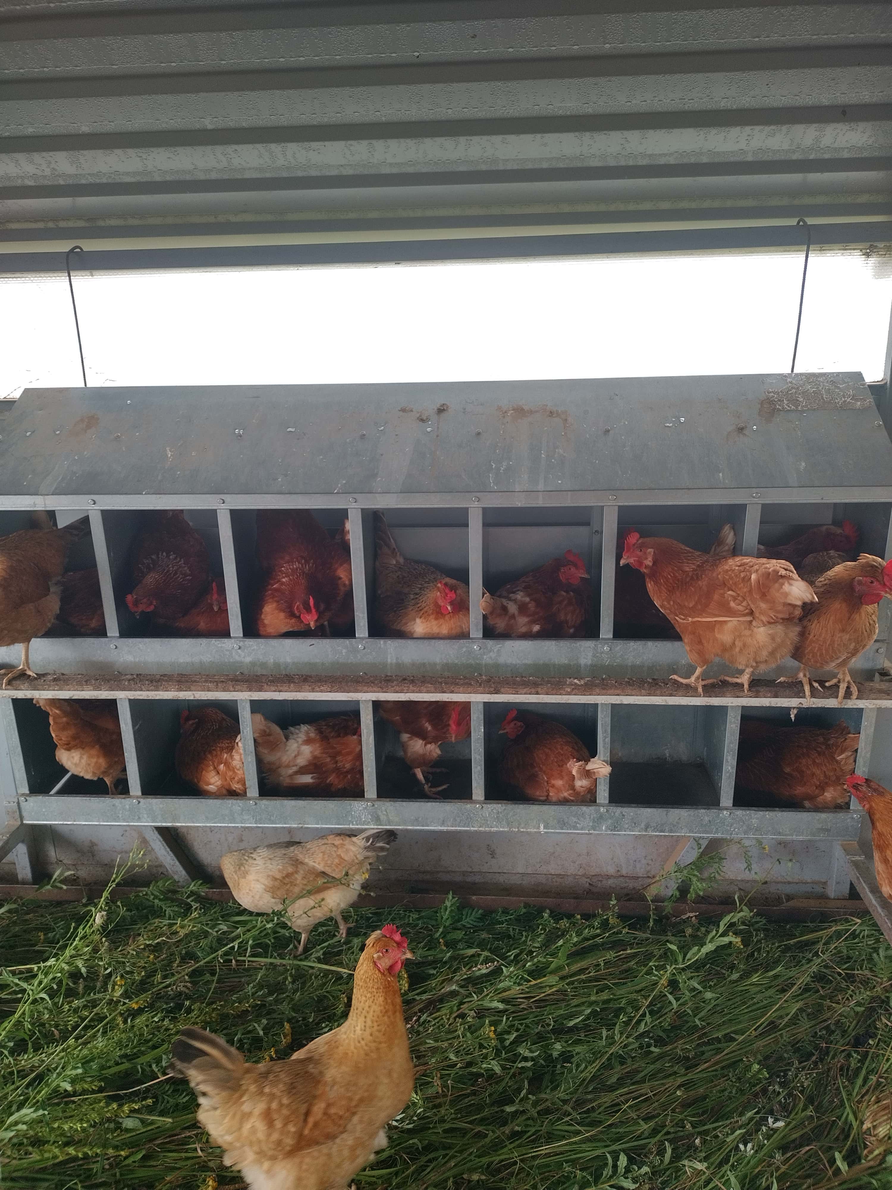 Куры в гнездах