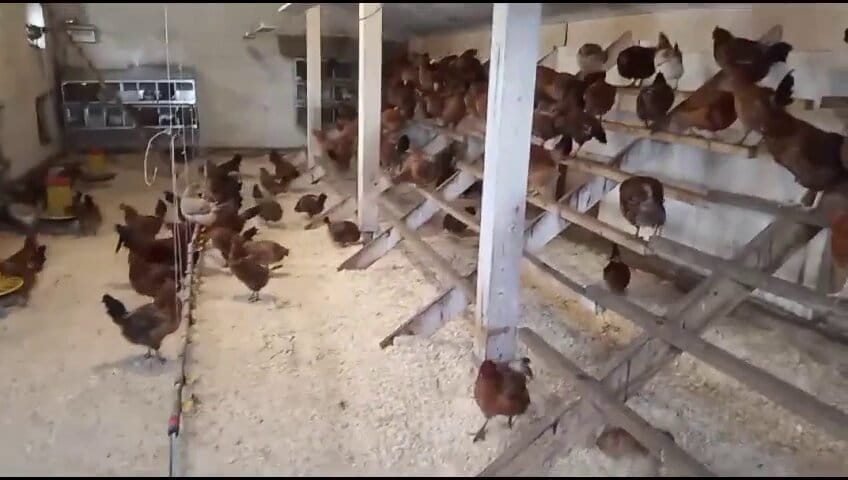 Куры в зимнем птичнике