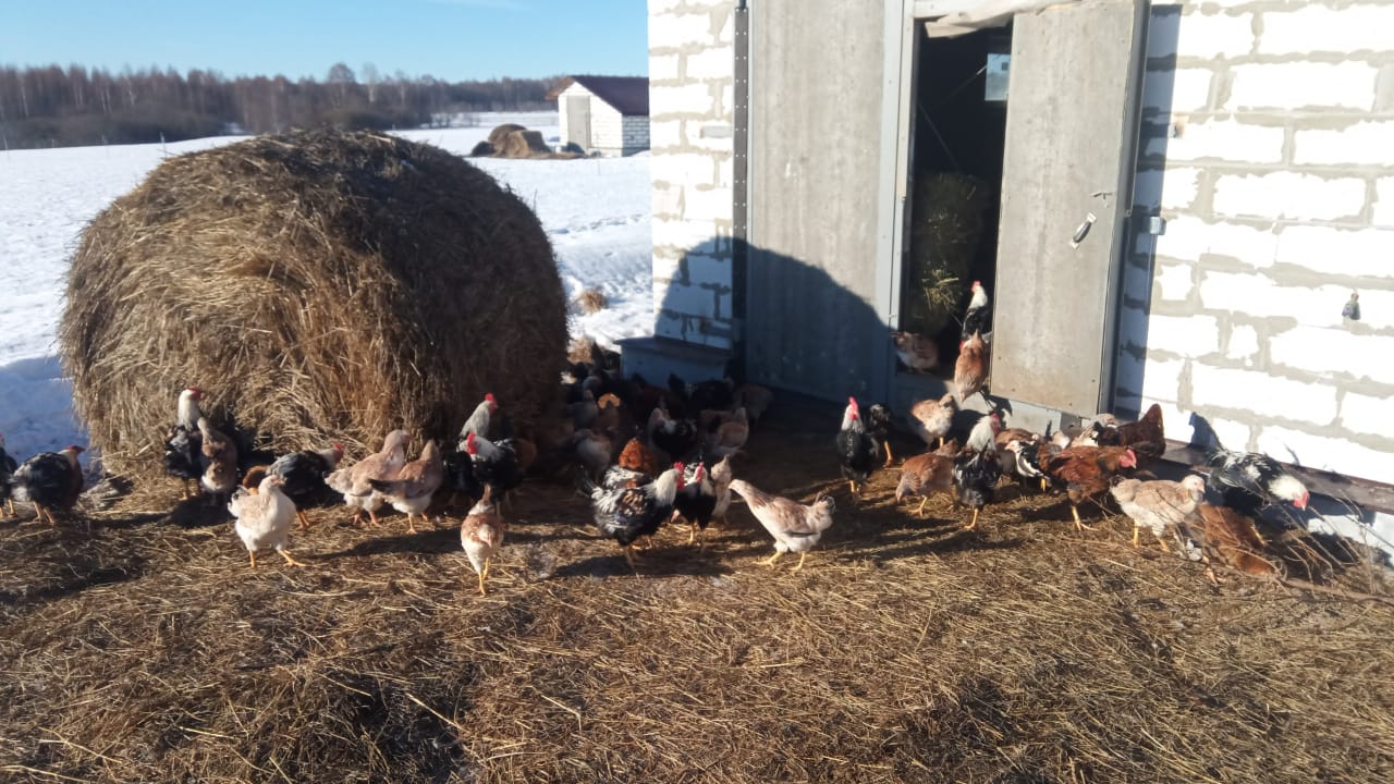 Куры на зимнем выгуле